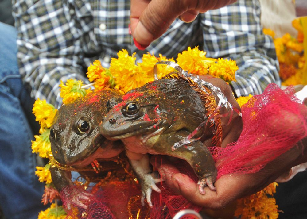 frog-wedding