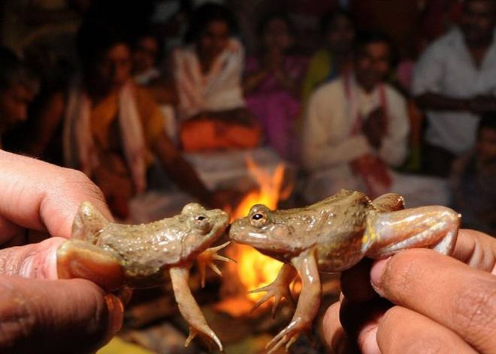 frog-marriage
