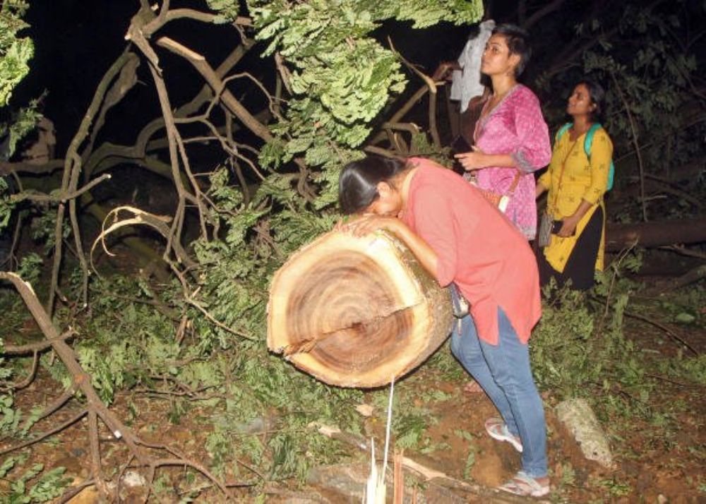 cutting trees in aarey