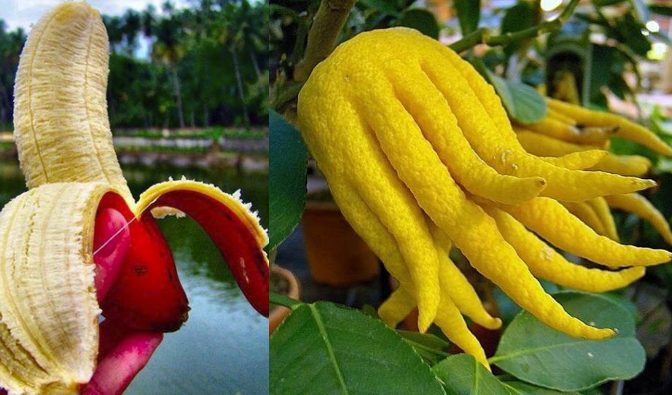 Weird fruits