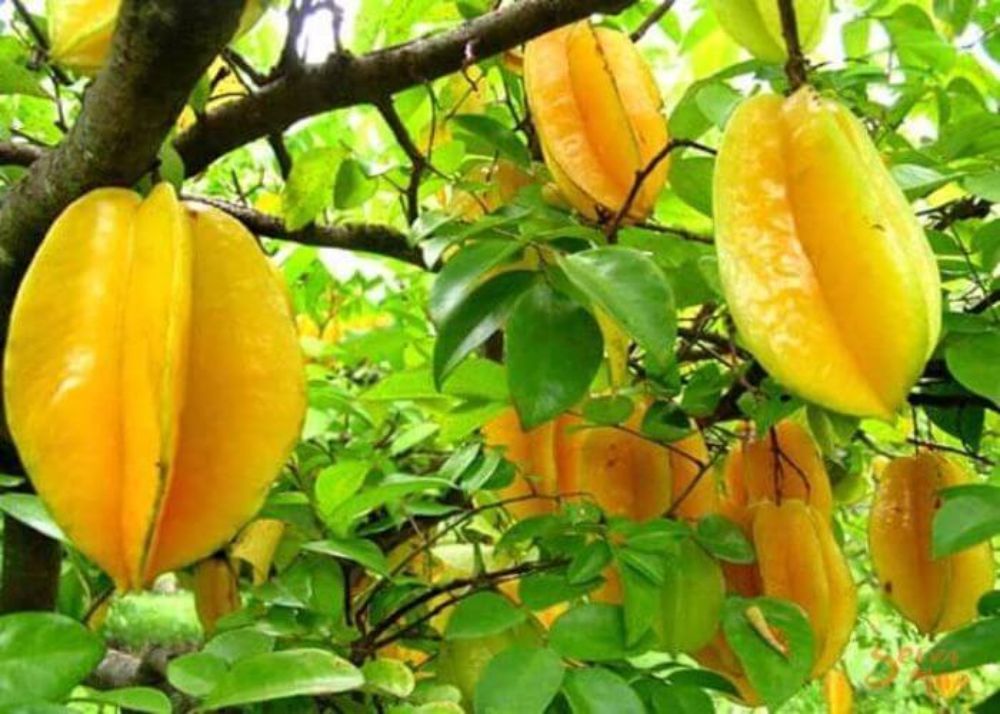 Carambola-or-Star-Fruit