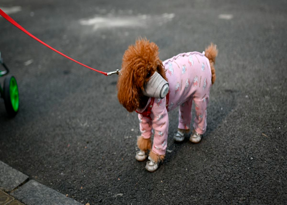 quarantine 'walks' dog