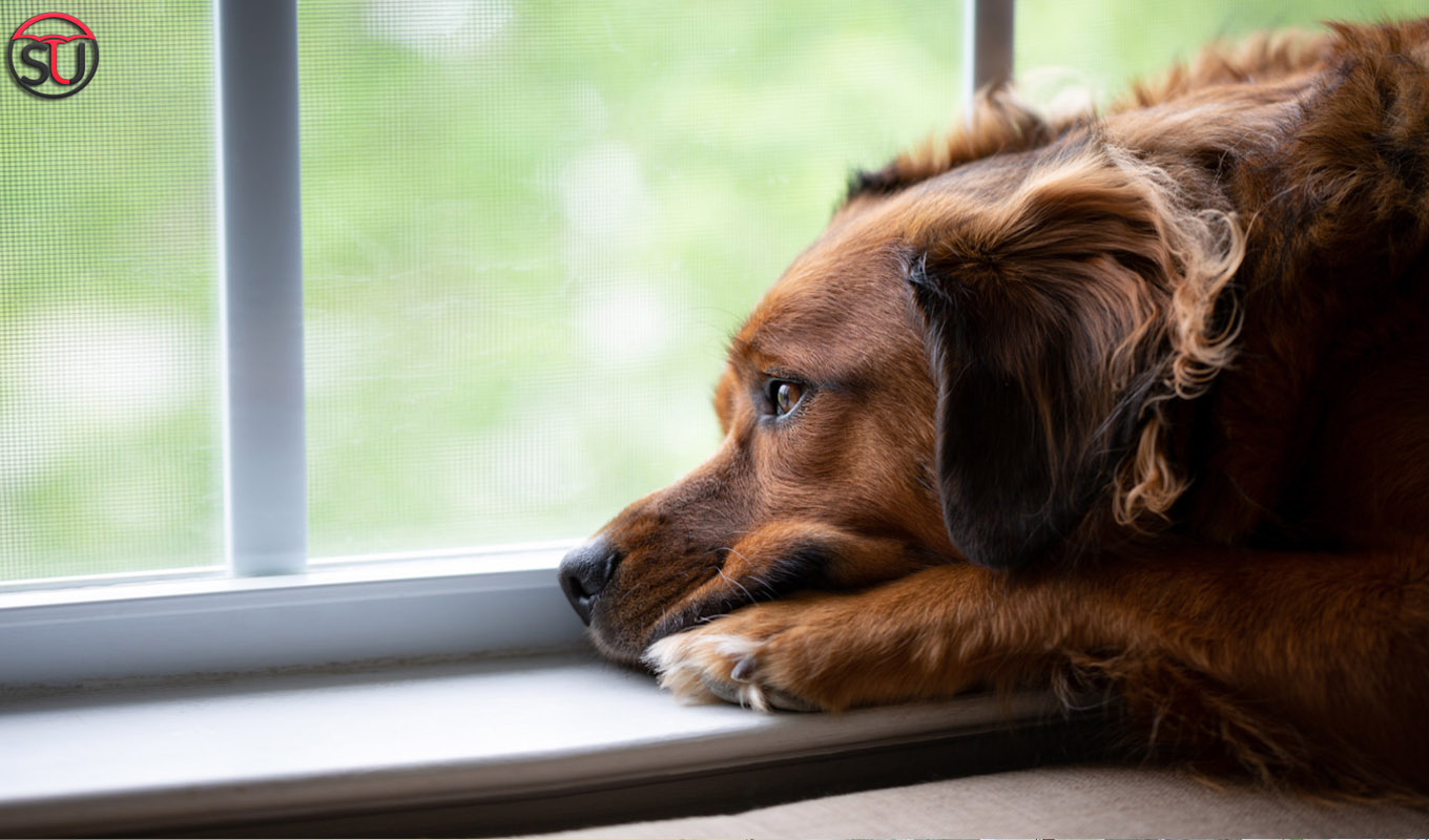 Pet Care During Quarantine: 5 Ways To Keep Your Pet Buddies Fit And Active