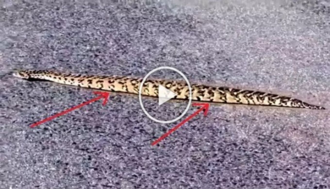 snake videos