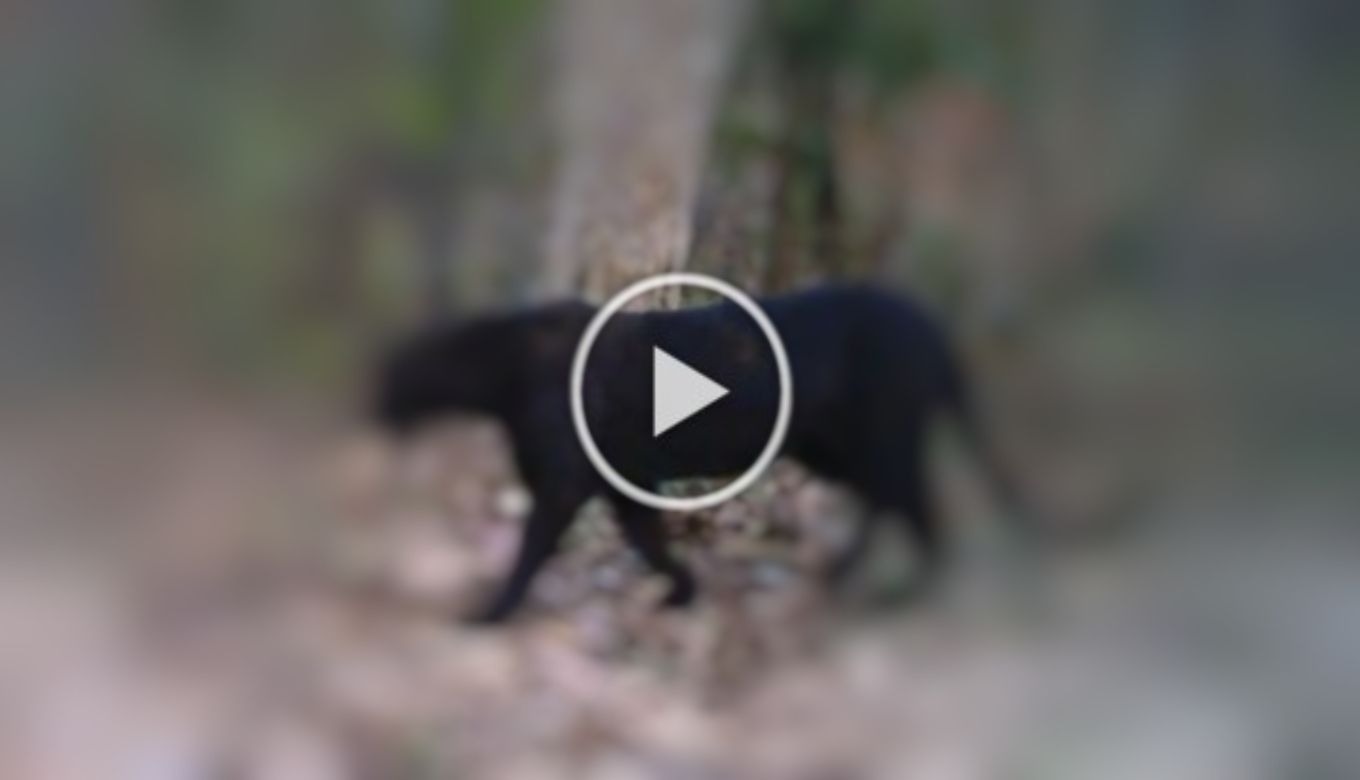 Wow! Rare Black Panther Sighted At Chattisgarh’s Tiger Reserve After 7 Years