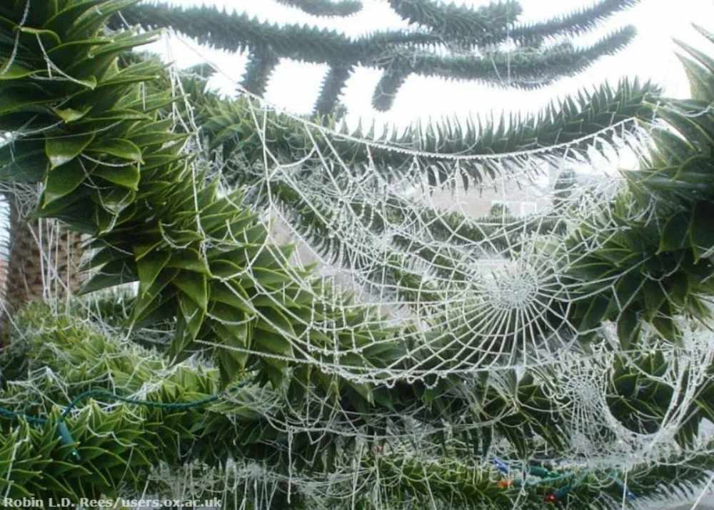 spider web on christmas tree