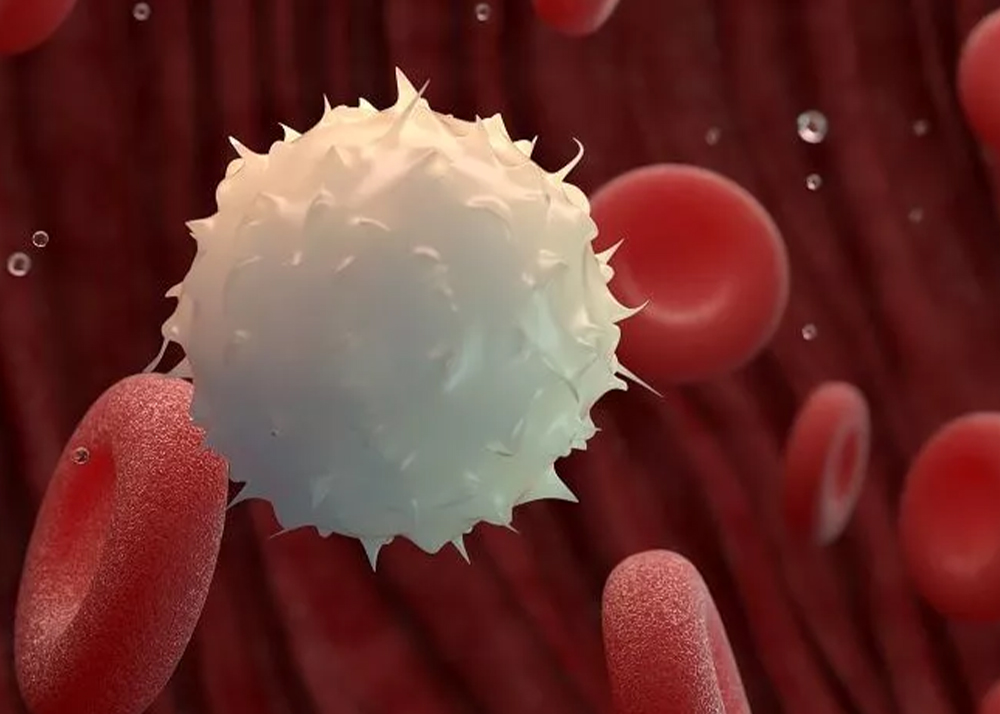 how to increase white blood cell count naturally 