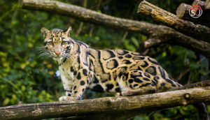 A Rare Clouded Leopard Seen At 3,700 Meters Height In Nagaland’s Highest Peak