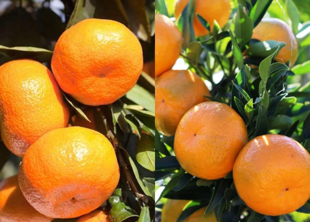 sweet orange vs mandarin