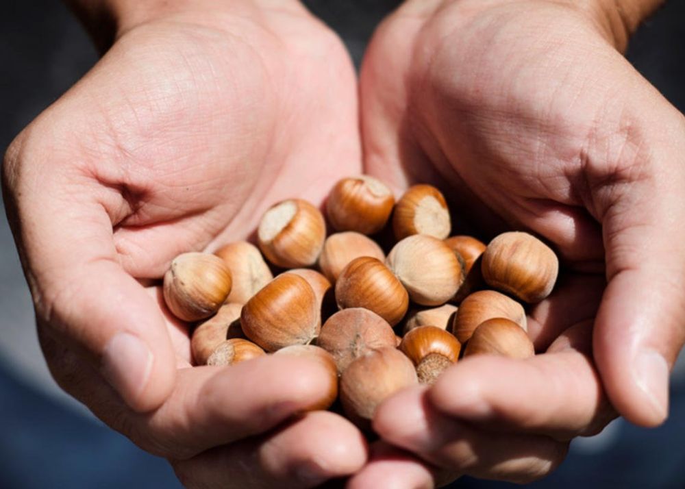 Turkey Exports 75% Of Hazelnut Across The World