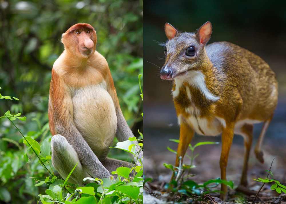 rare wildlife in indonesia