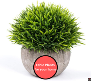 Table Plants for Home decor