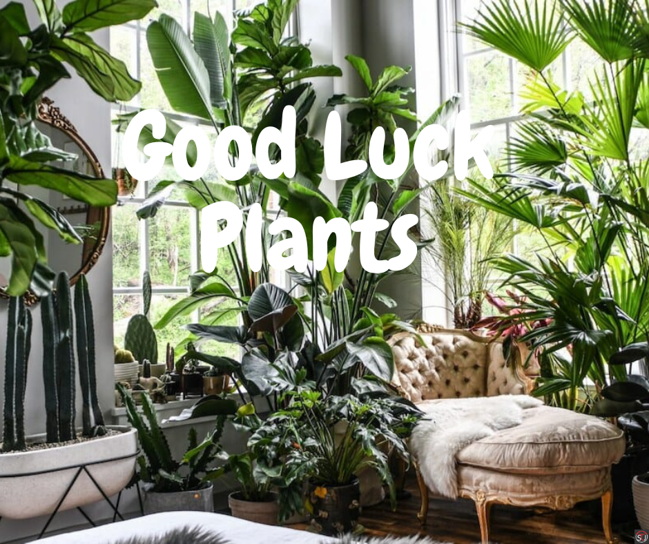 Good Luck Plants