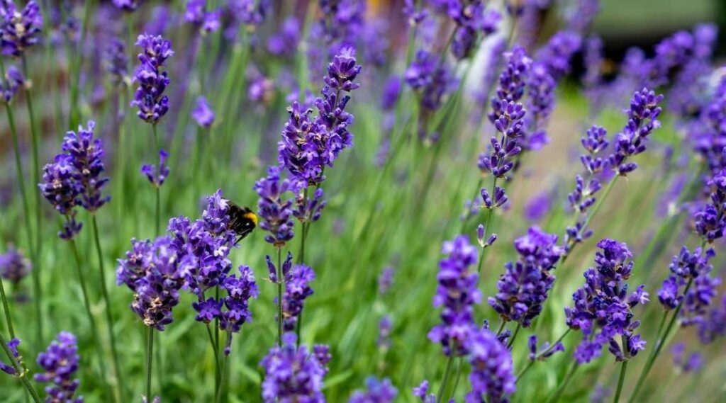 lavender good luck plants