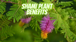 shami plant benefits
