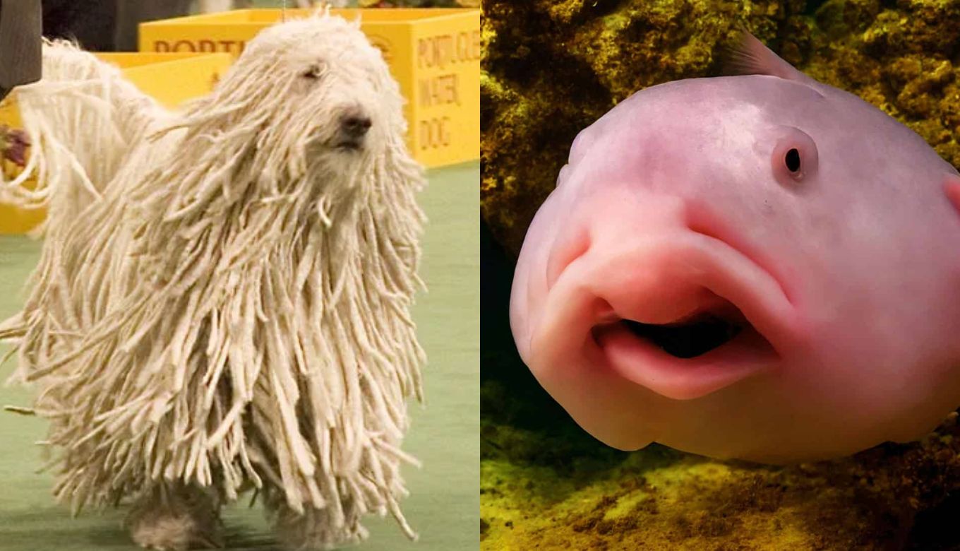 Top 10 Weirdest Animal in the World