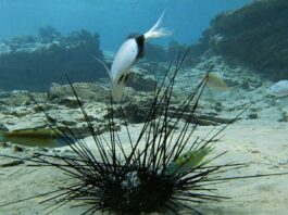 Black Sea Urchins are dying in Mediterranean Sea
