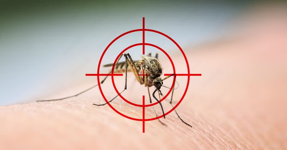 Mosquitoes Home Remedies: Get rid of mosquitoes in the house