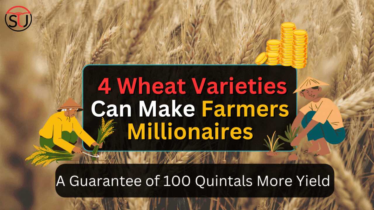 These 4 Wheat Varieties Can Make Farmers Millionaires: A Guarantee of 100 Quintals More Yield