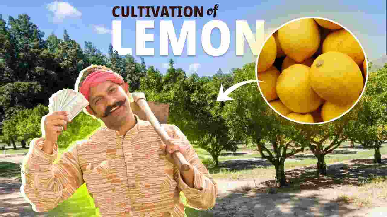 Lemon cultivation